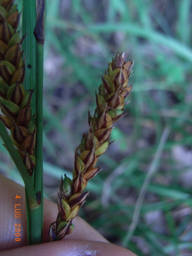 Carex flacca sl.